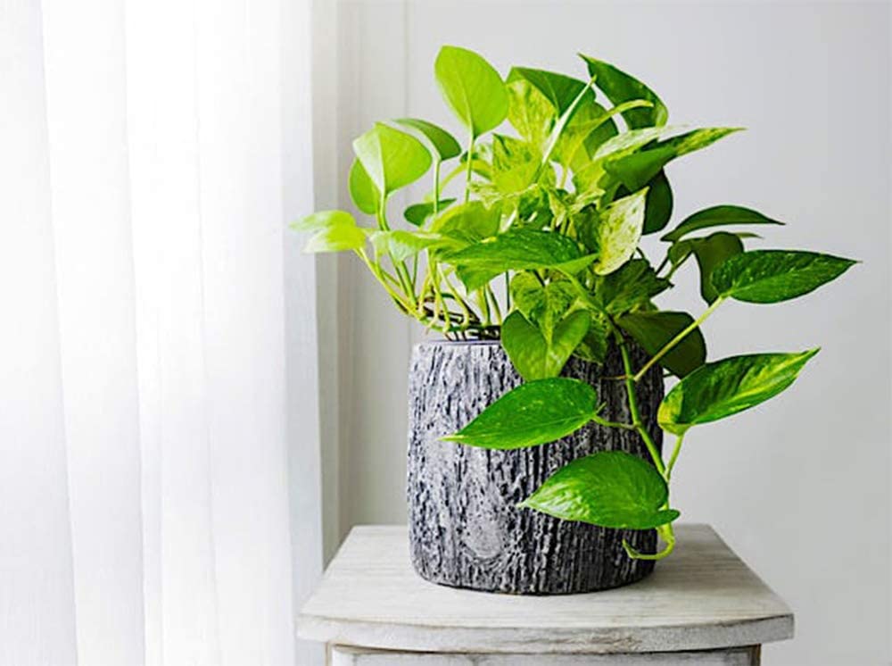 golden pothos