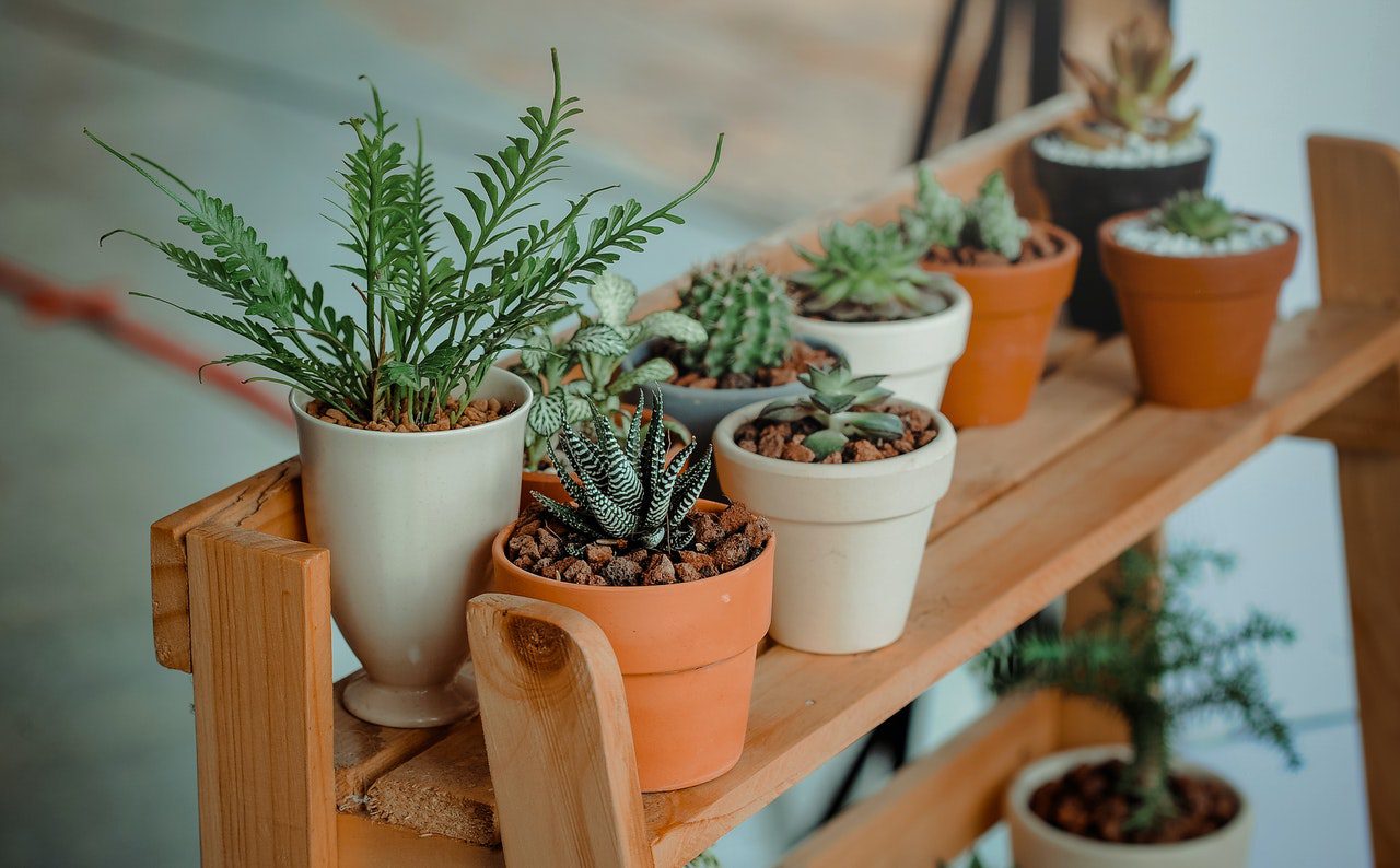 15 Best Indoor Plants To Embellish Your Living Room