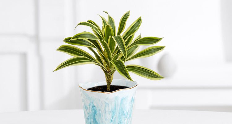 Dracaena