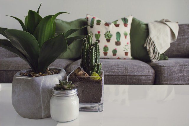 plants for home decor