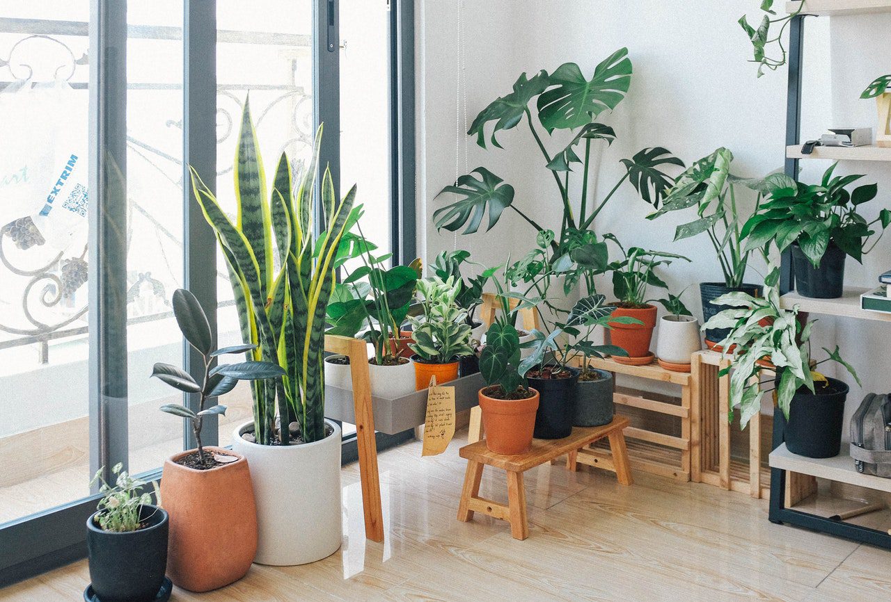 Air-Purifying‌ ‌Bedroom‌ ‌Plants