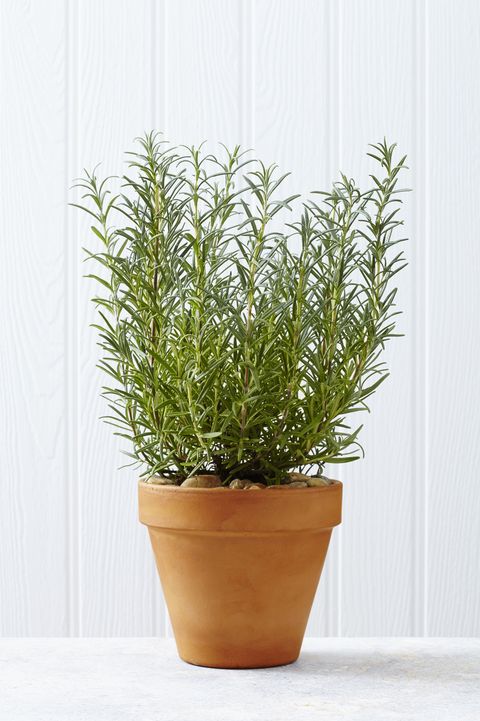 Rosemary