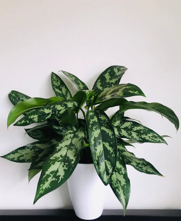 Chinese evergreen