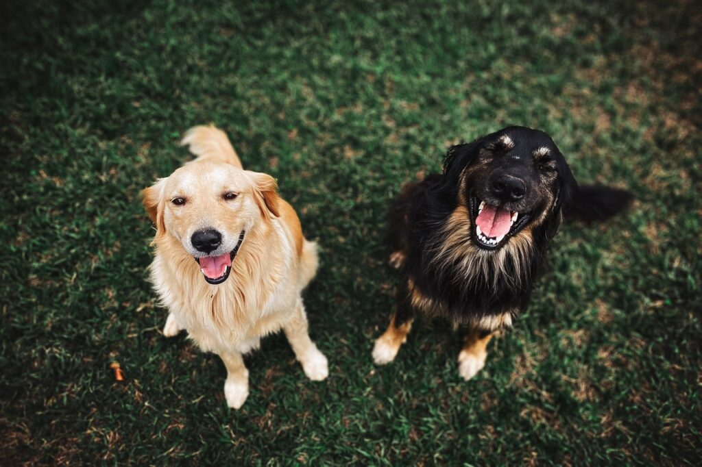 What A Dog Parent Should Know About Using CBD For Dogs