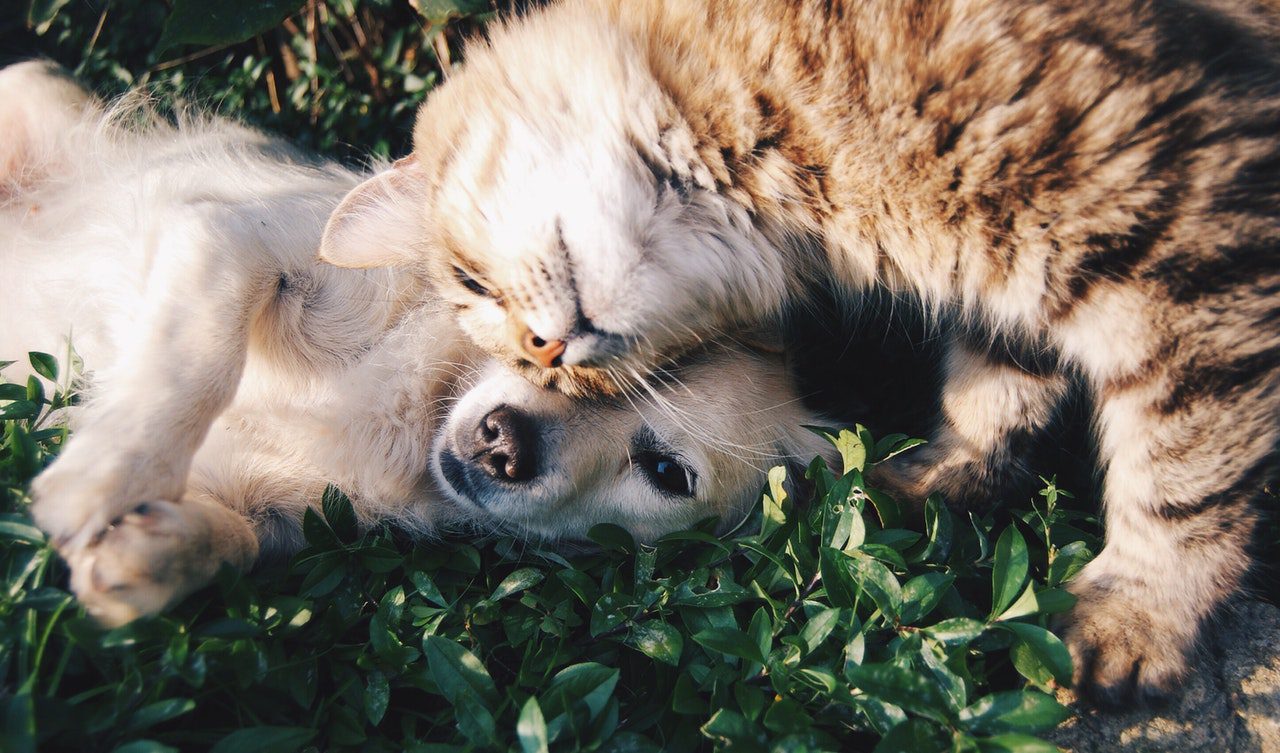 The Real Reason You Prefer Dogs or Cats Over the Other: Dogs vs. Cat People