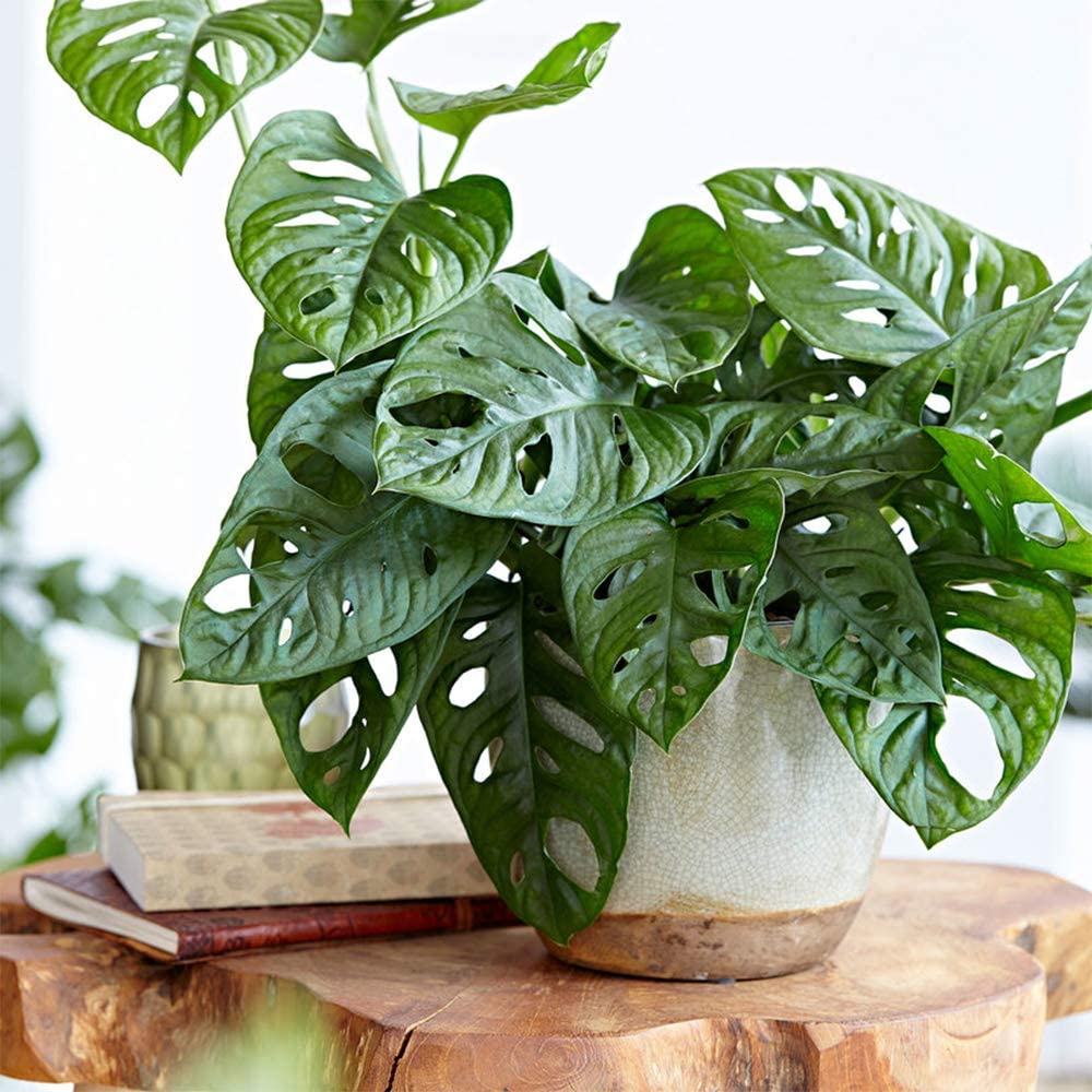 Monstera Plant