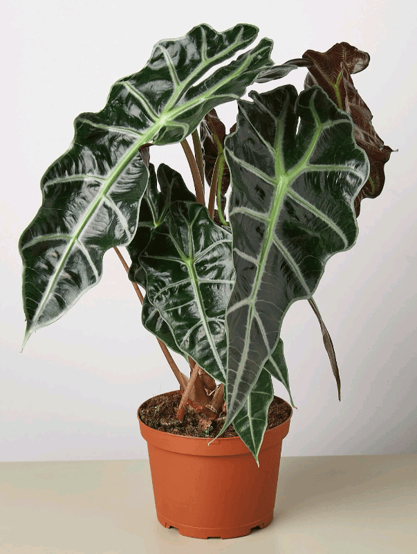 African Mask Plant (Alocasia amazonica)