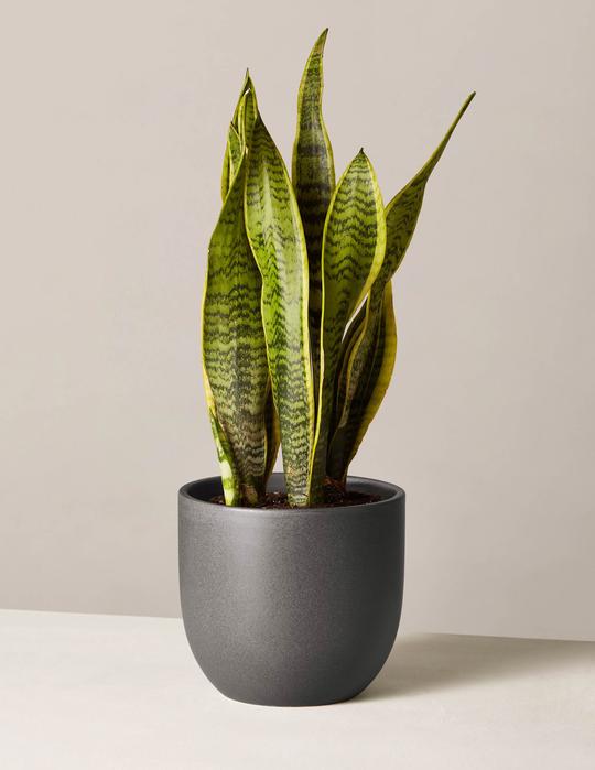 Snake Plant