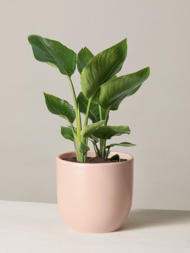 10 Best Plants To Keep In Bathroom Morning Lazziness