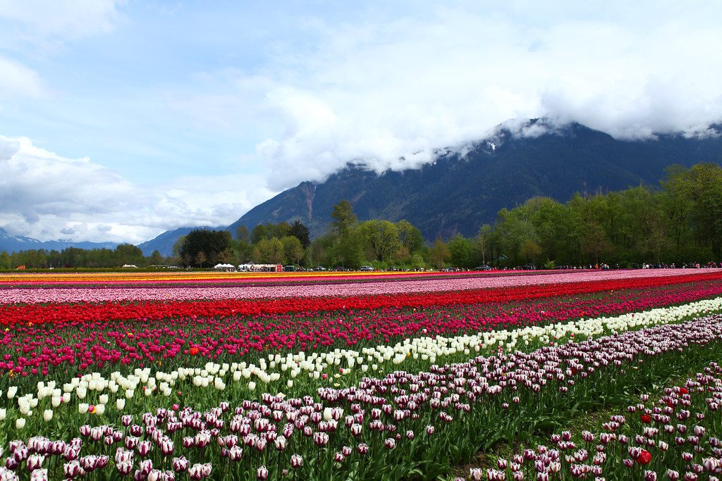 Agassiz Tulip Festival in BC, Canada