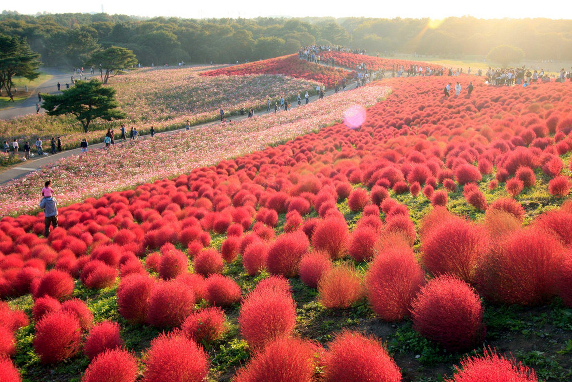 Hitachi Seaside Park, Japan