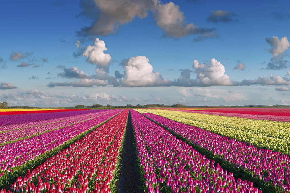 Keukenhof Gardens