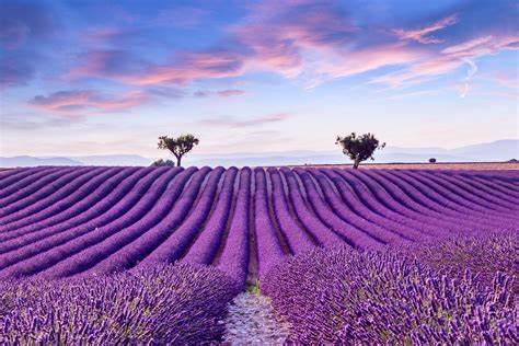 Lavender Route in France