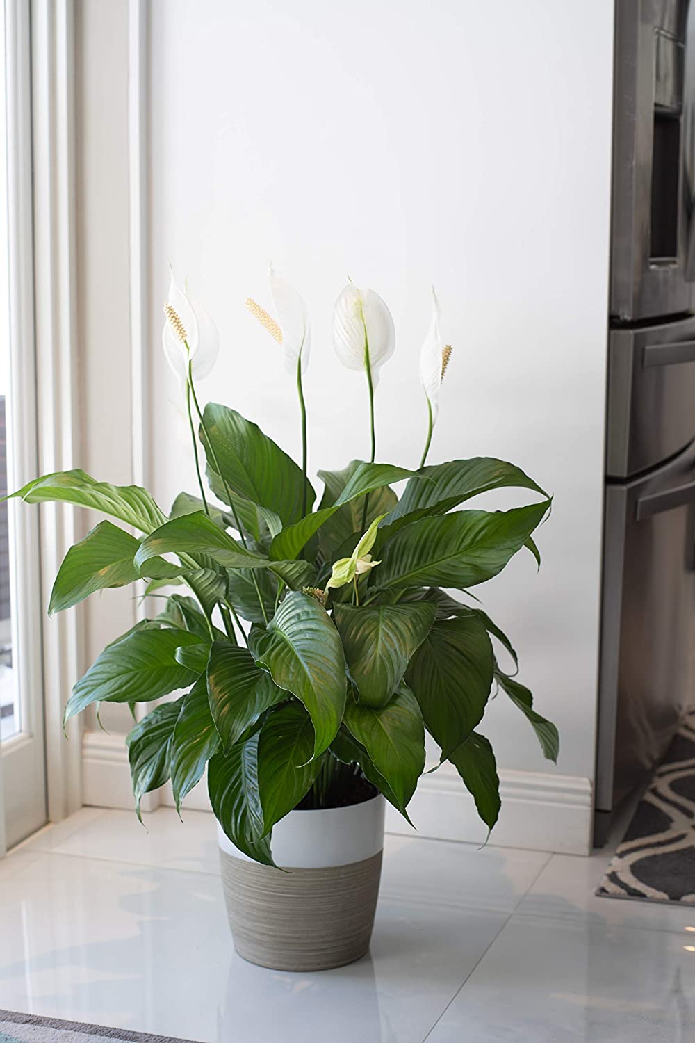 Peace lily