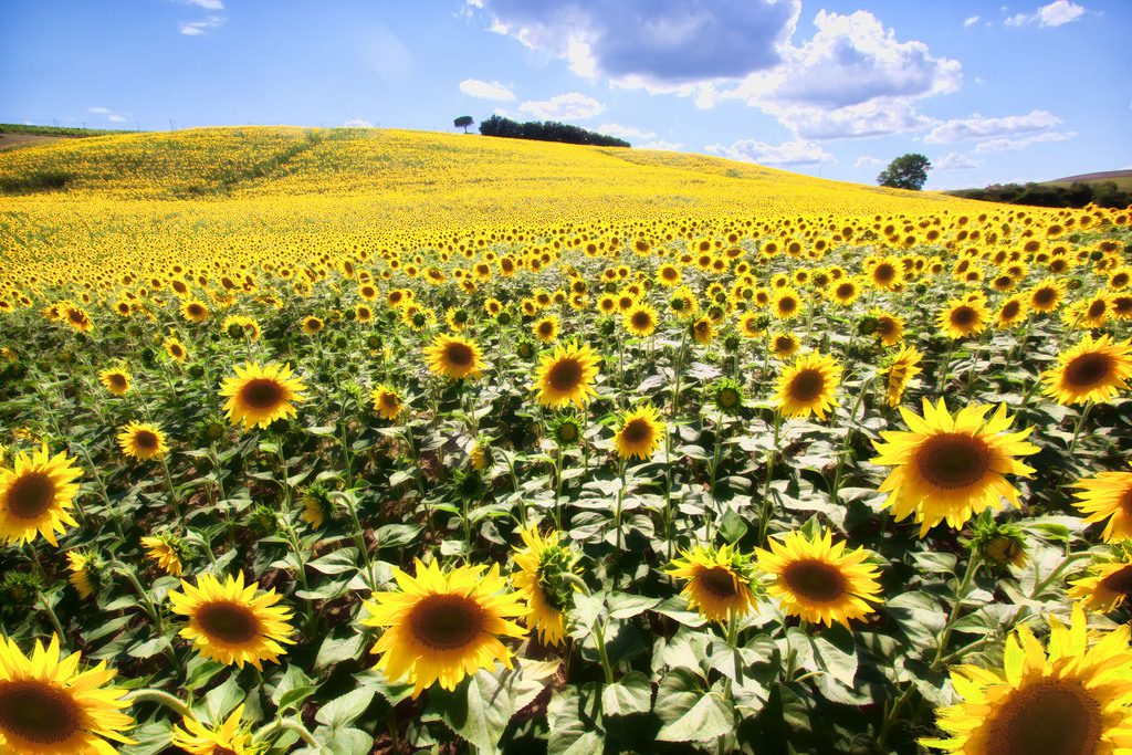 Sunflower Fields in Tuscany, Italy