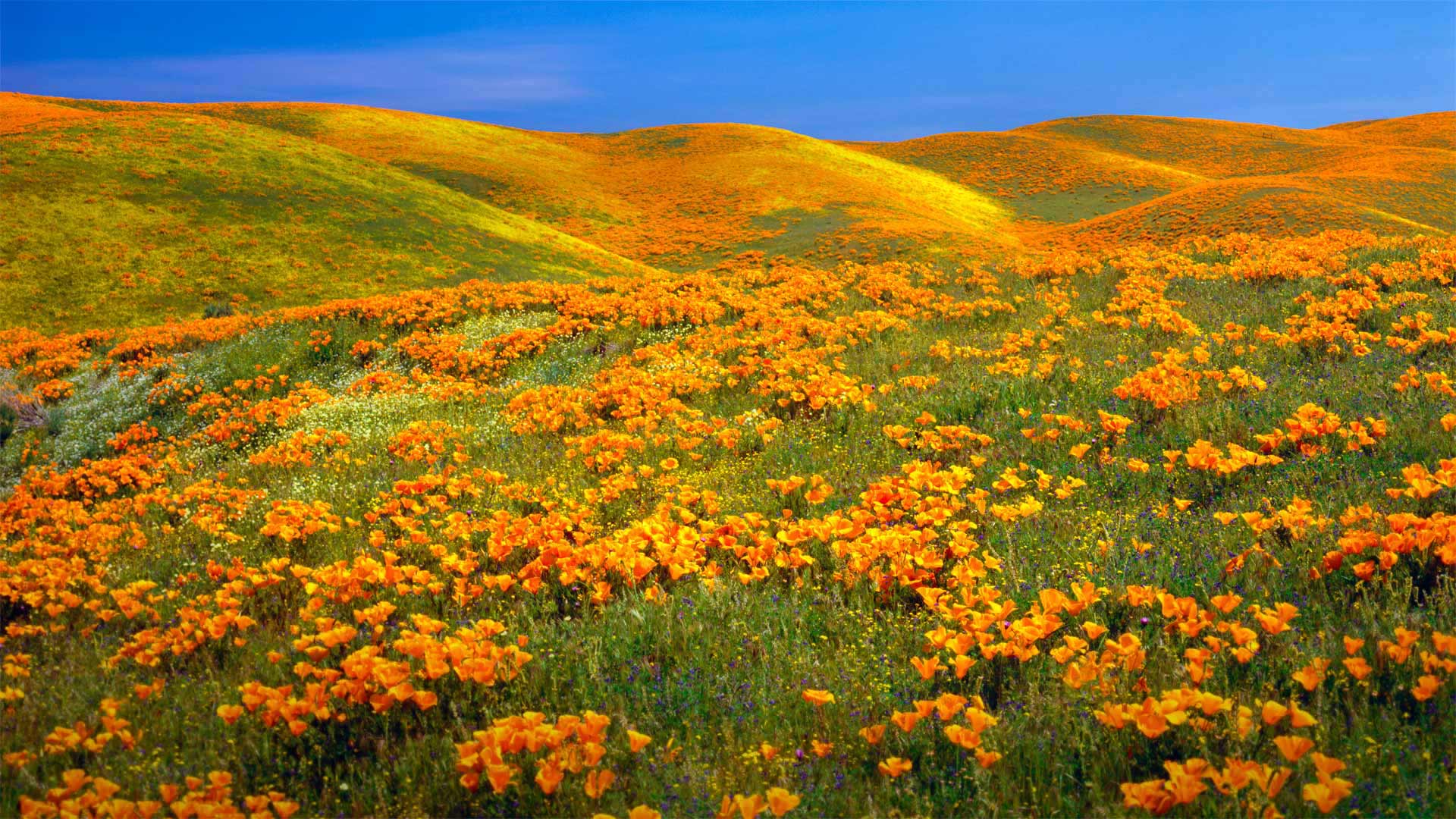 california flowers