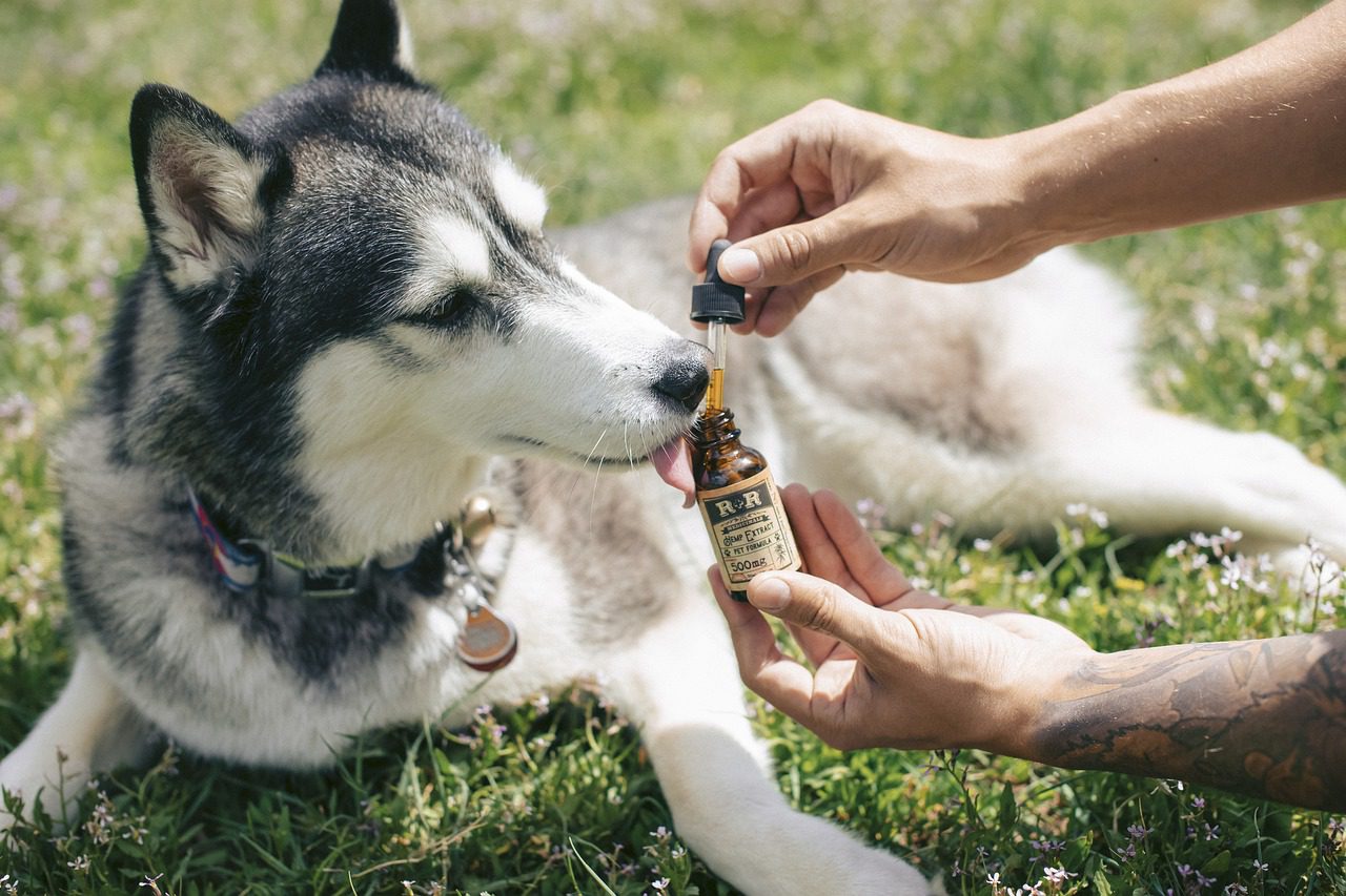 CBD hemp oil be beneficial for your pet