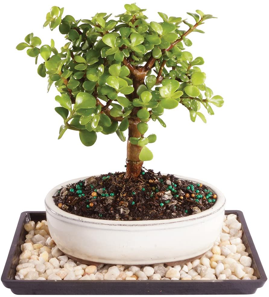 jade plant