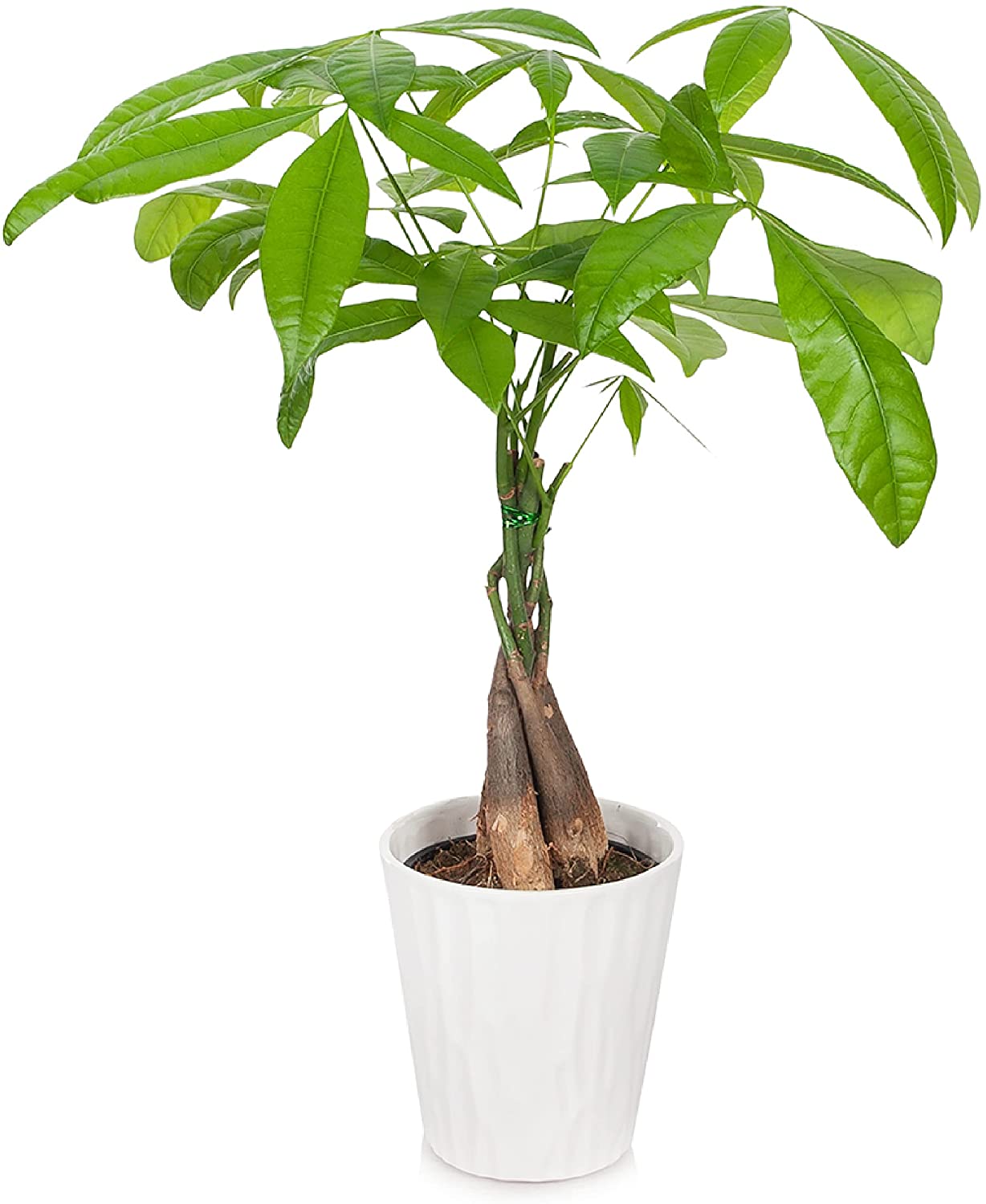 money tree