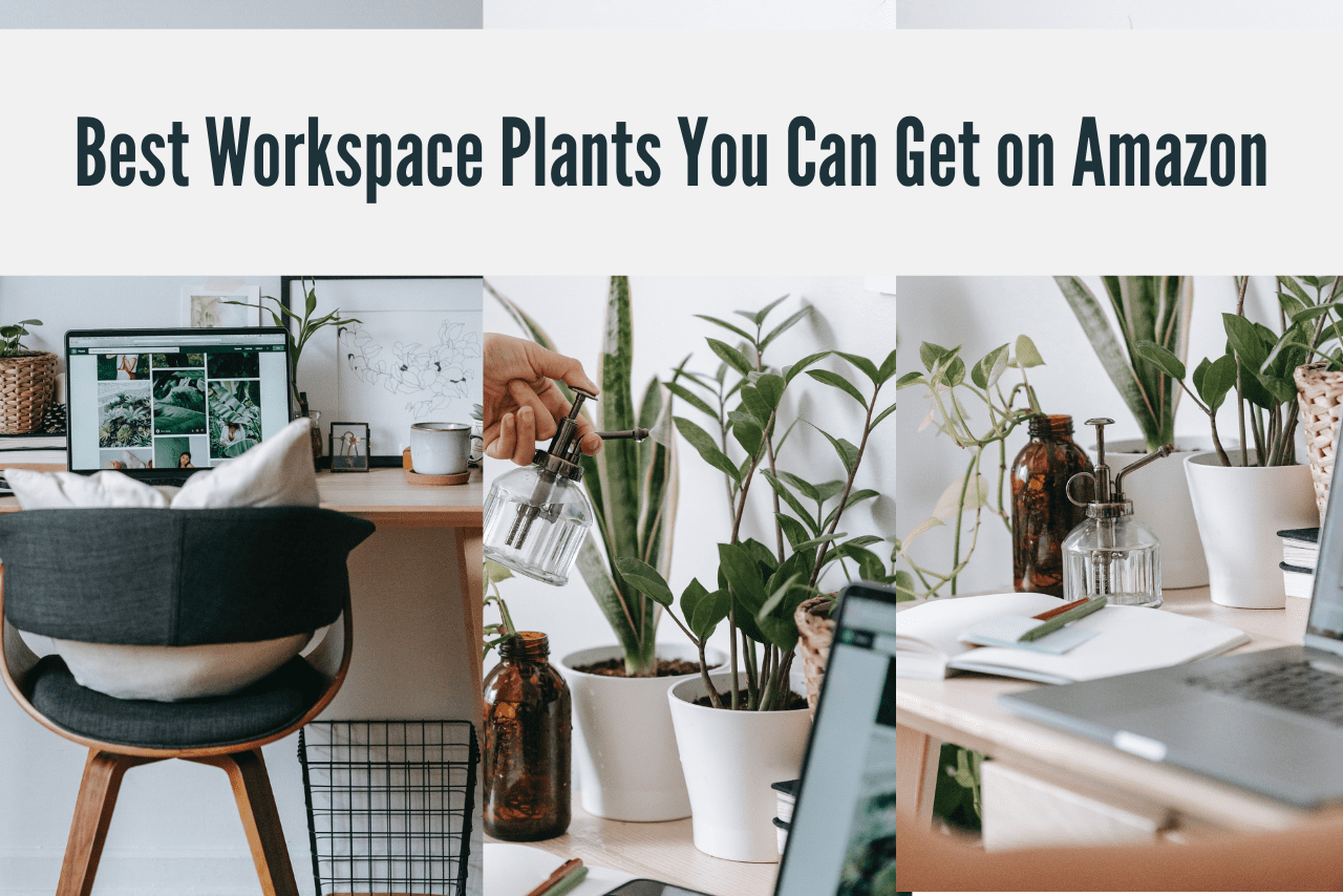 The Best Workspace Plants You Can Get on Amazon