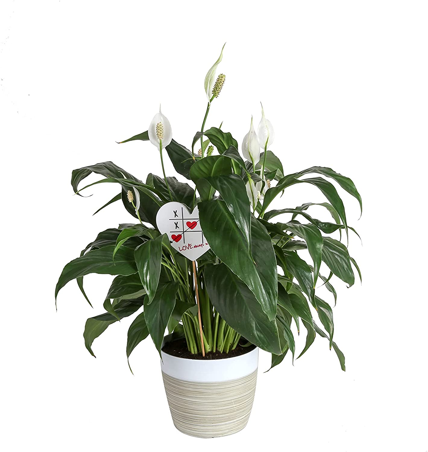 Costa Farms Spathiphyllum Peace Lily Live Indoor Plant