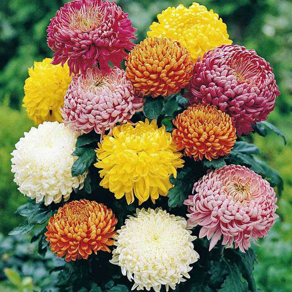 Chrysanthemum