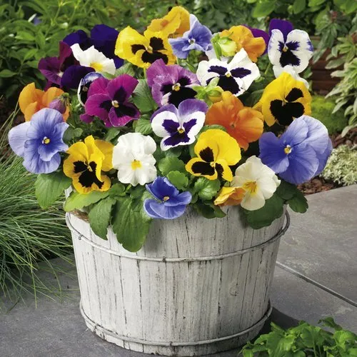 Pansies flower