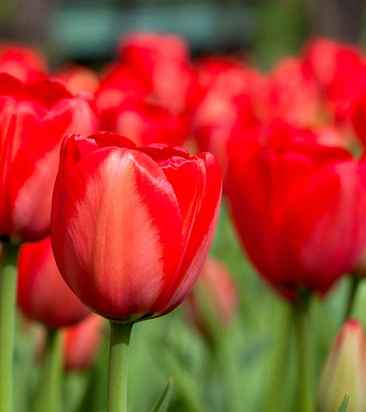 vivid red flower