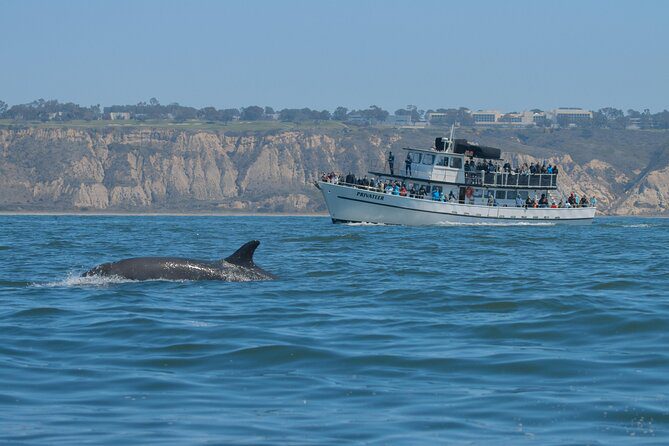 Go Whale Watching San Diego