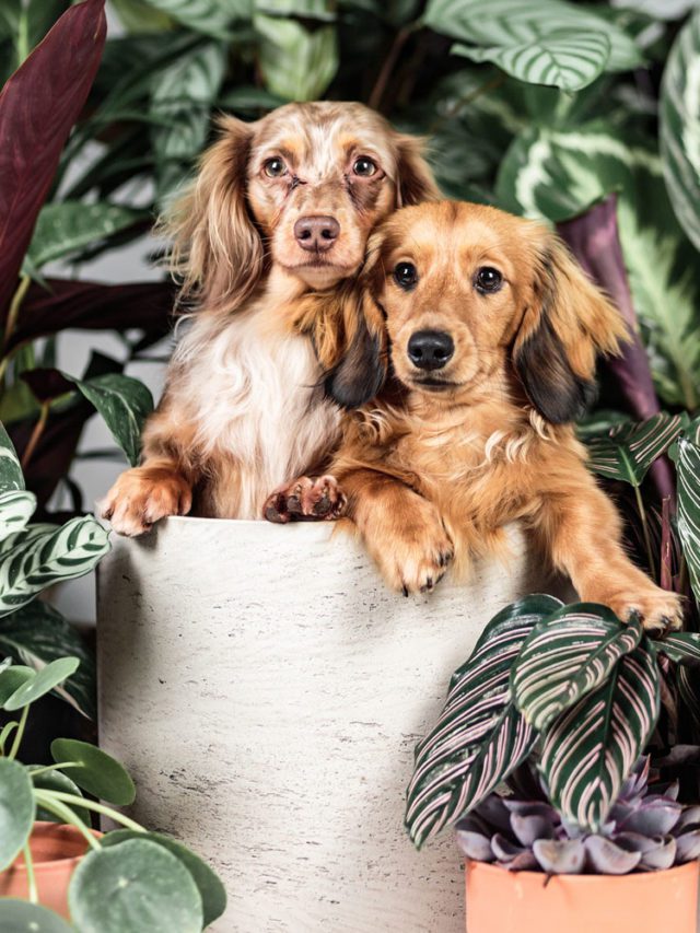 10 Most Common Poisonous Plants for Dogs Morning Lazziness