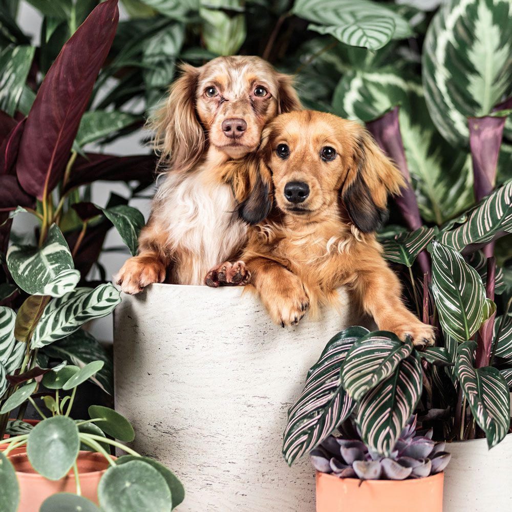 plants dogs
