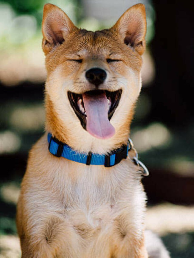 Shiba Inu (1) (1)